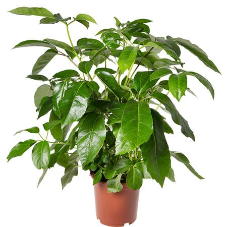 Umbrella Tree, Schefflera Seed - Packet image number null